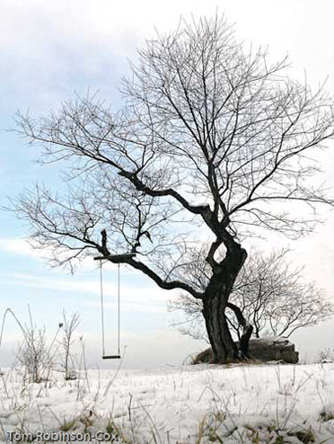 Winter Swing by Tom Robinson-Cox